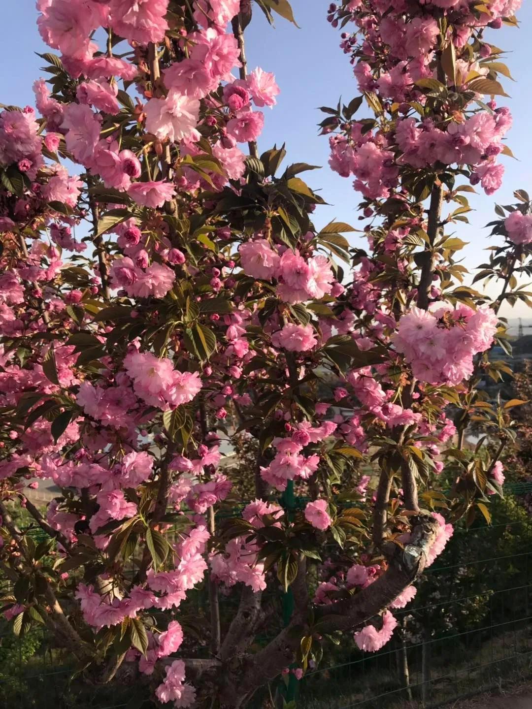 分享图片，浪漫唯美粉红色的花