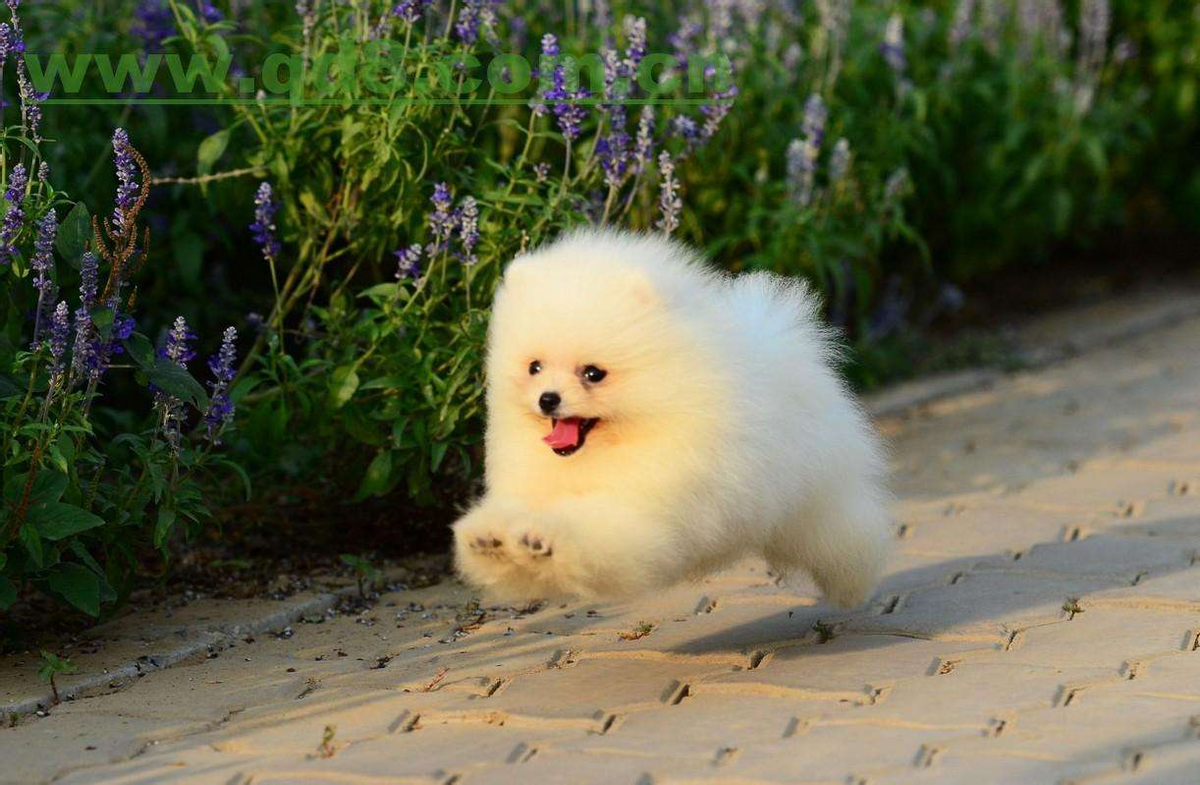 带你系统了解博美