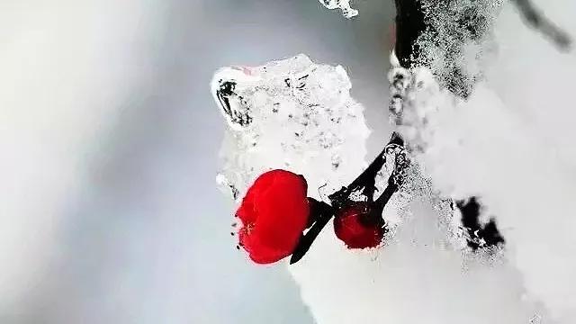 中国十大名花排行榜：牡丹第一，梅花第二，菊花第三，兰花第四，月季第五，杜鹃第六，山茶第七，荷花第八，桂花第九，水仙第十。