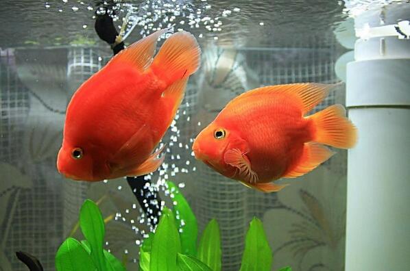 十种神奇红色动物排行榜 小龙虾上榜，第七被称为“财神鱼”