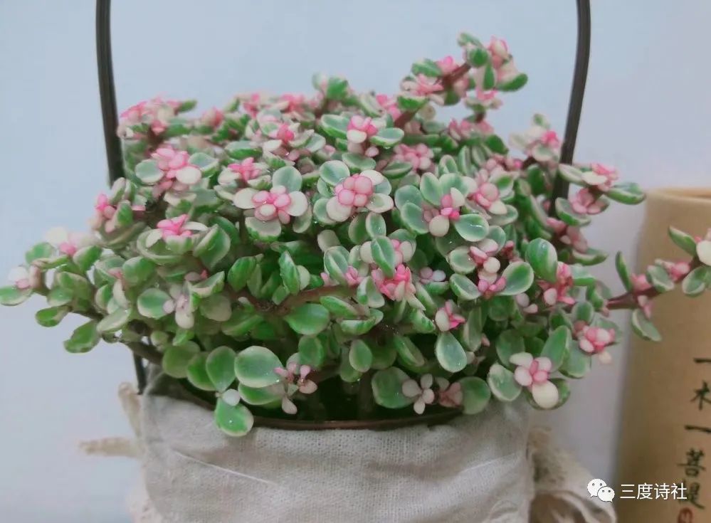 名家诗歌欣赏 | 毛梦溪：初心可还在/你的天涯我的海角 /桃花信笺