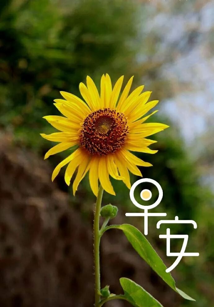 唯有活着，才有希望；只有健康，才是珍宝，早安