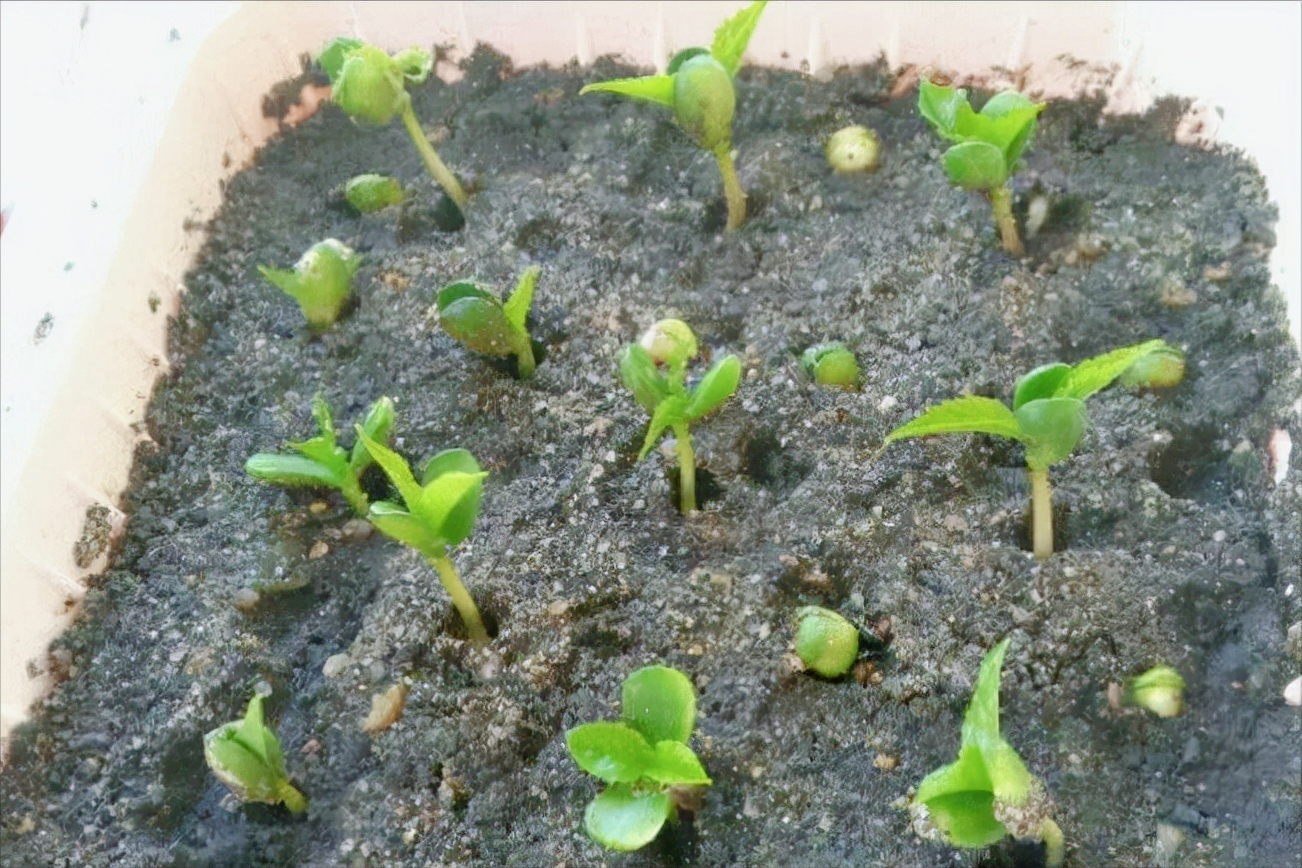 种子发芽过程图片(车厘子种子怎样处理才能发芽)