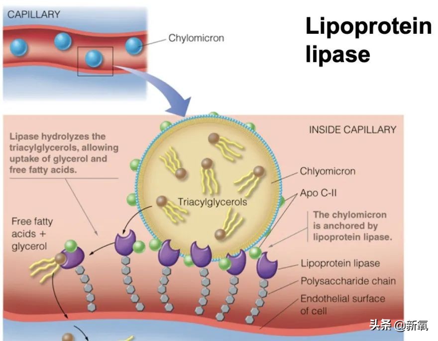 他俩都甜到被怀疑是绯闻变前任了，怎么还有人注意到她肚子没收住