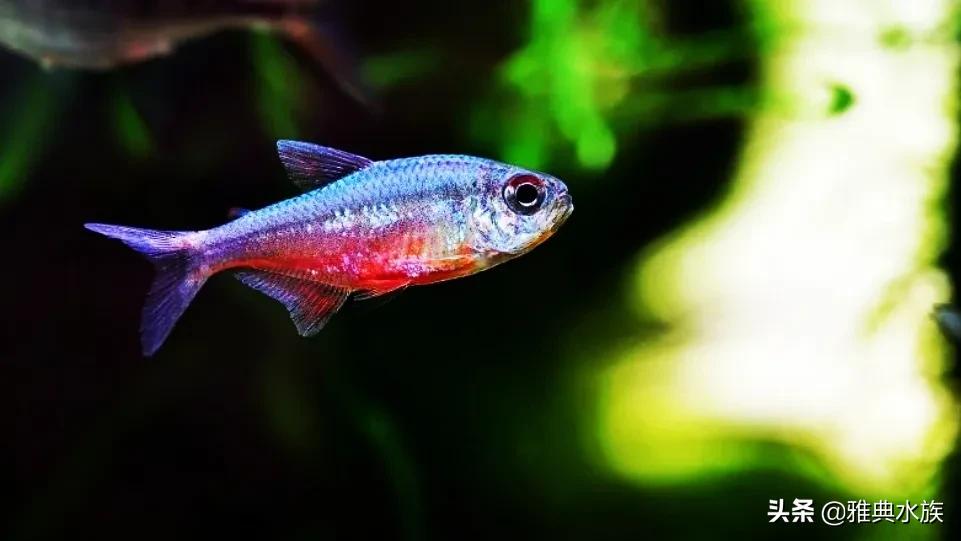雅典水族带你玩转观赏鱼，教你如何培养水族箱中的硝化细菌