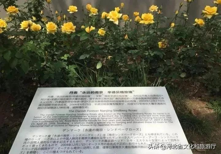 《拉贝日记》中幸存的92岁老奶奶:用余生讨回公道,活到现在只要和平!