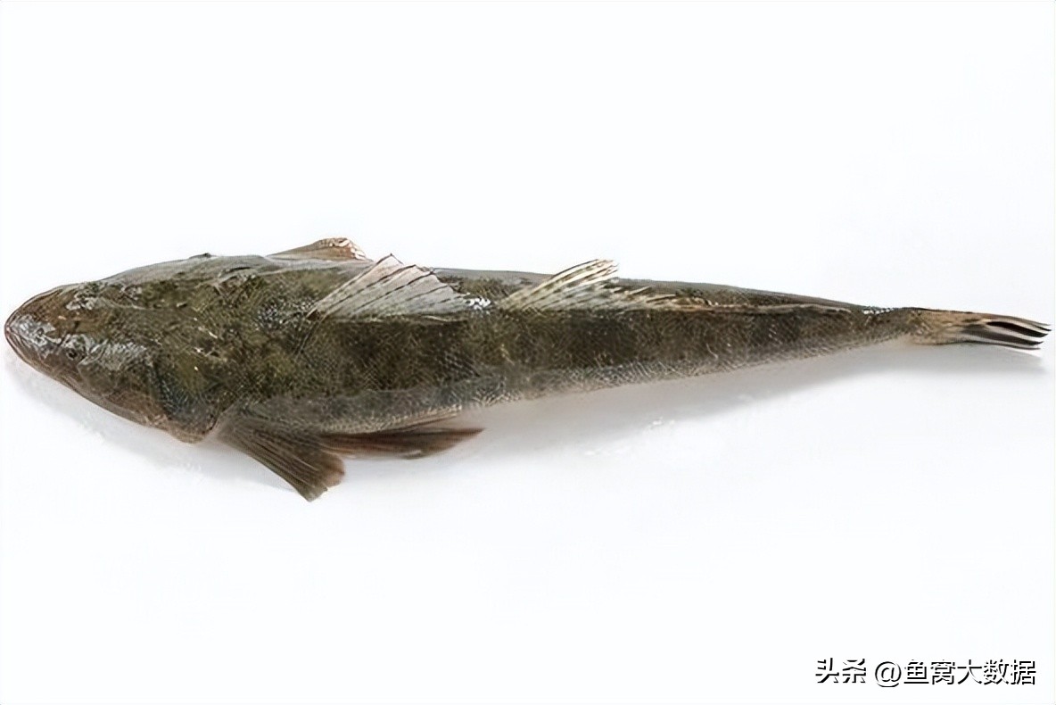 牛尾鱼是另一种鱼,是海鱼.