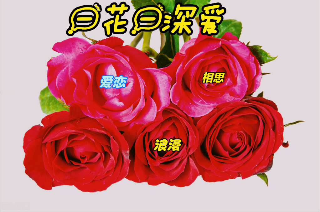 一蕊一世界，栀子花开满心香