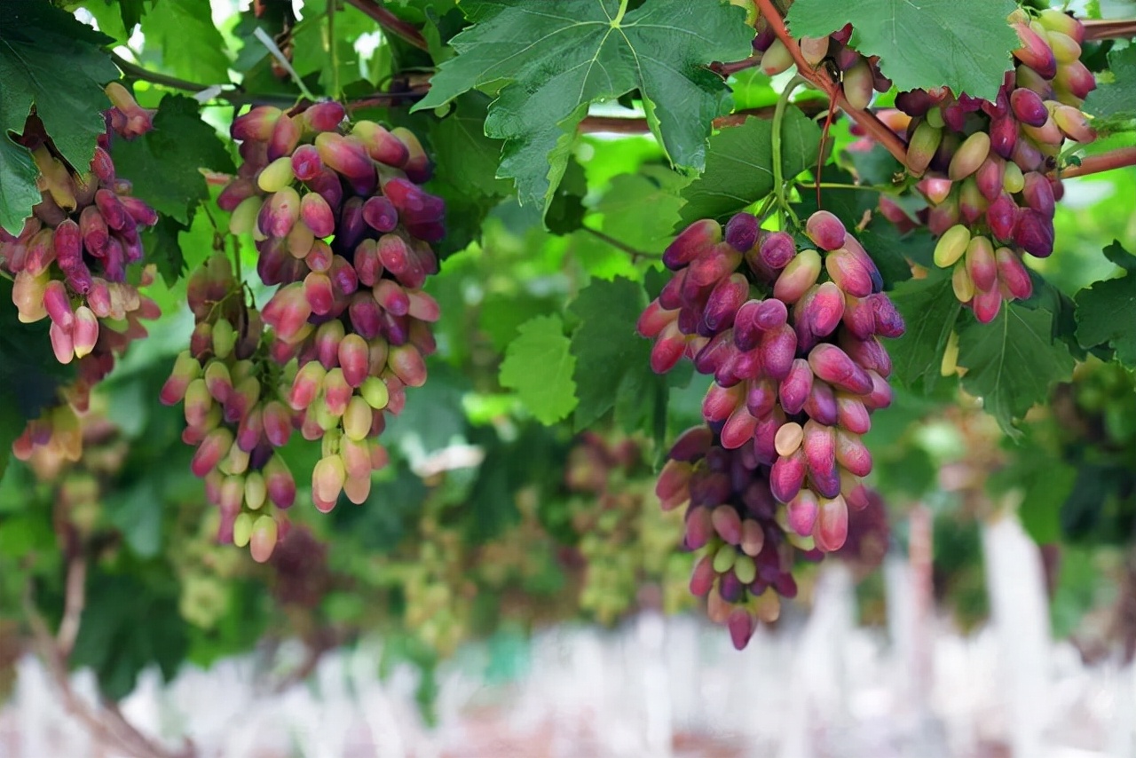 “紫藤挂云木，花蔓宜阳春”，藤蔓之美，美到心醉，网友：迷上了