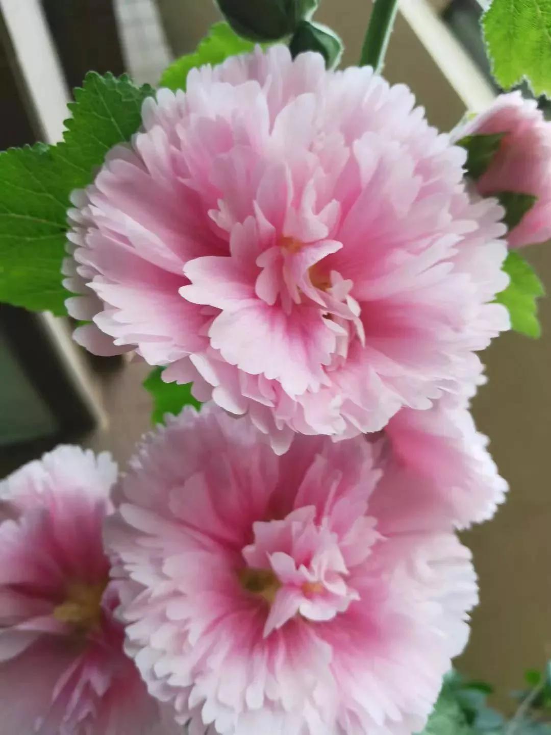 分享图片―最美的芙蓉花