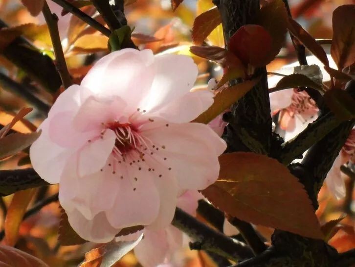 高清大图惊艳曝光！湖北高校“最美校花”比拼，个个颜值“天花板”！