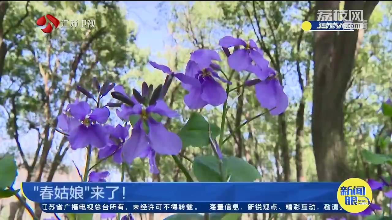 春姑娘来了！苏州迎来史上最早春天，比常年早24天