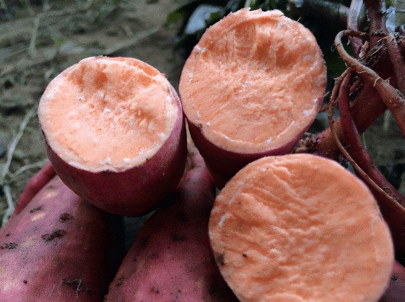 地瓜含糖量高，生、烤、蒸、煮地瓜，糖尿病患者应该选择哪种？