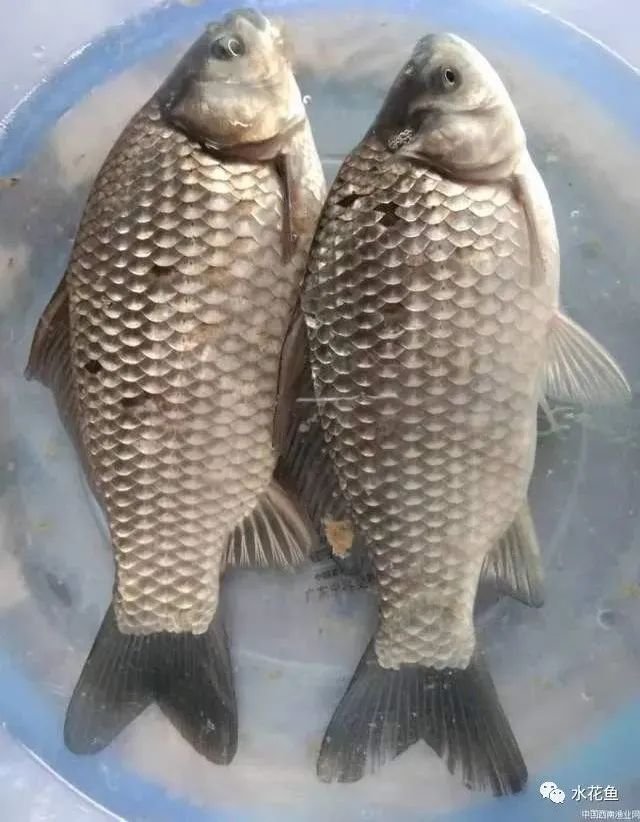 简说中科3号鲫鱼和中科5号鲫鱼凡事不能两全其美各有优势和弱点