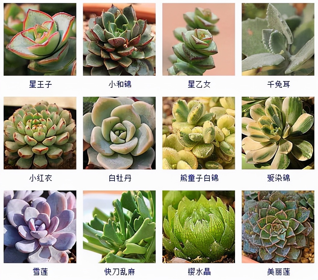 多肉植物图片名字大全图片