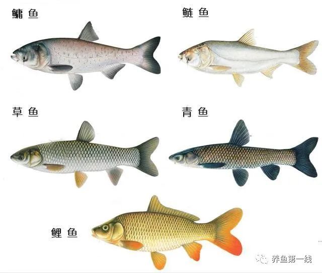 說(shuō)一說(shuō)水中殺手——硫化氫含量超標(biāo)引起魚(yú)類中毒的事