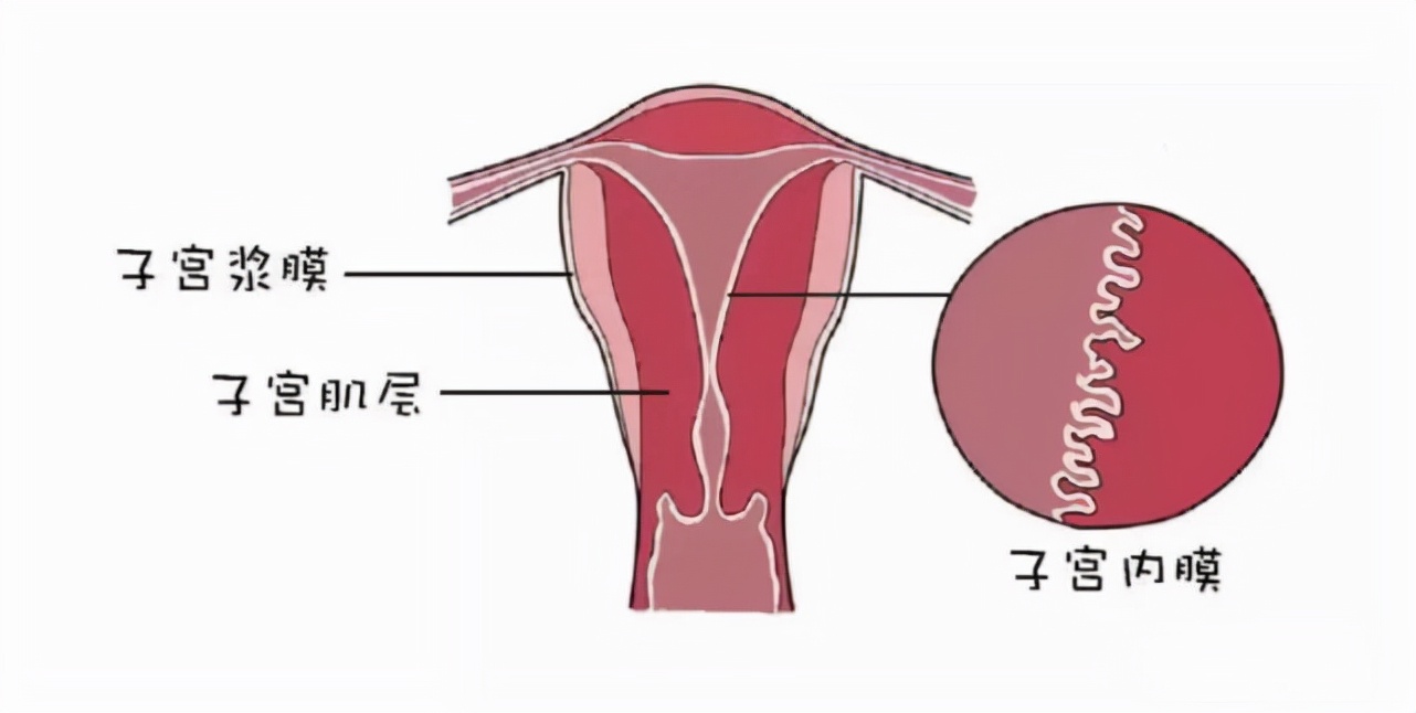 子宫内膜多少mm正常 如何做到科学保养子宫内膜?