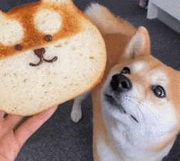 狗狗生病的10种表现，千万别错过最佳治疗时间