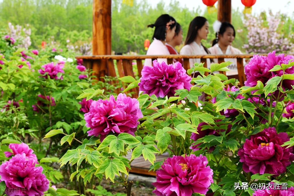 晚春牡丹花美诗9首：万户千车看牡丹，花开时节动京城