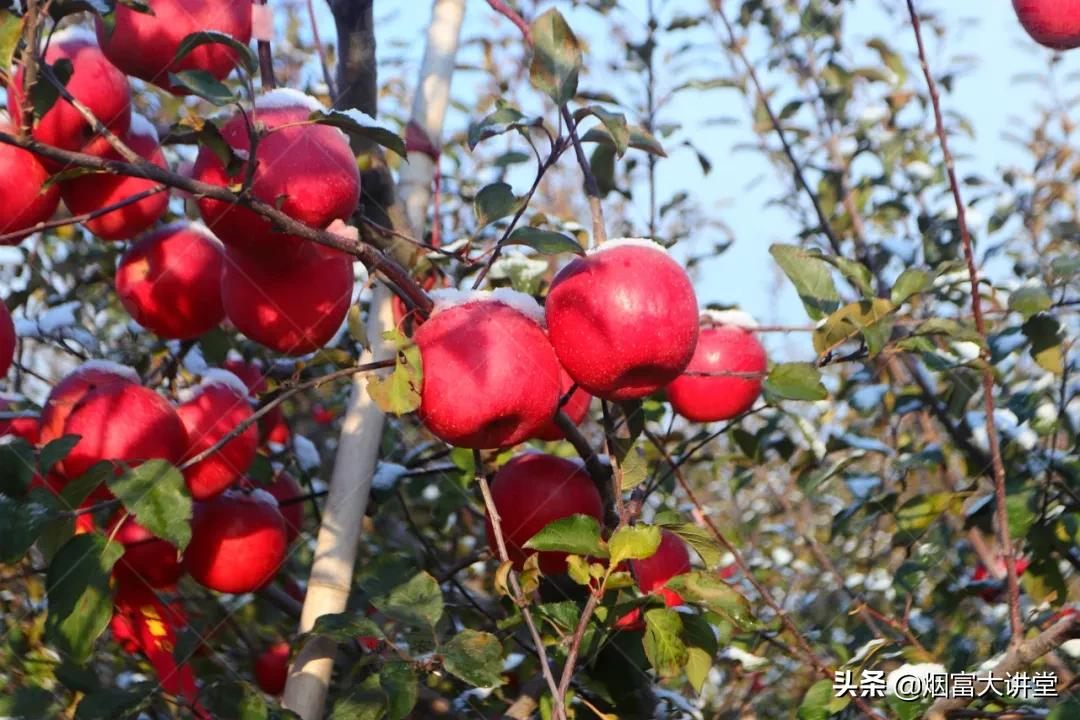 加快果树品种更新换代,入冬前需要做好这几项工作