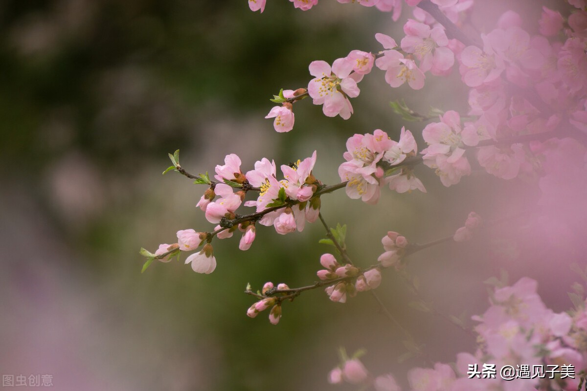 散文：三月，不负春光，温良凝香