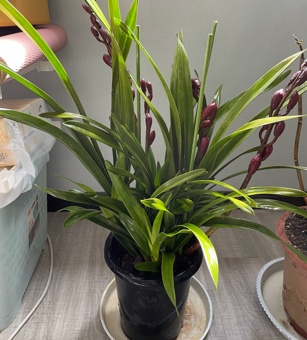 1,问题二求教有哪些适合家养的小型兰花品种 中国兰花种类很多,有春兰