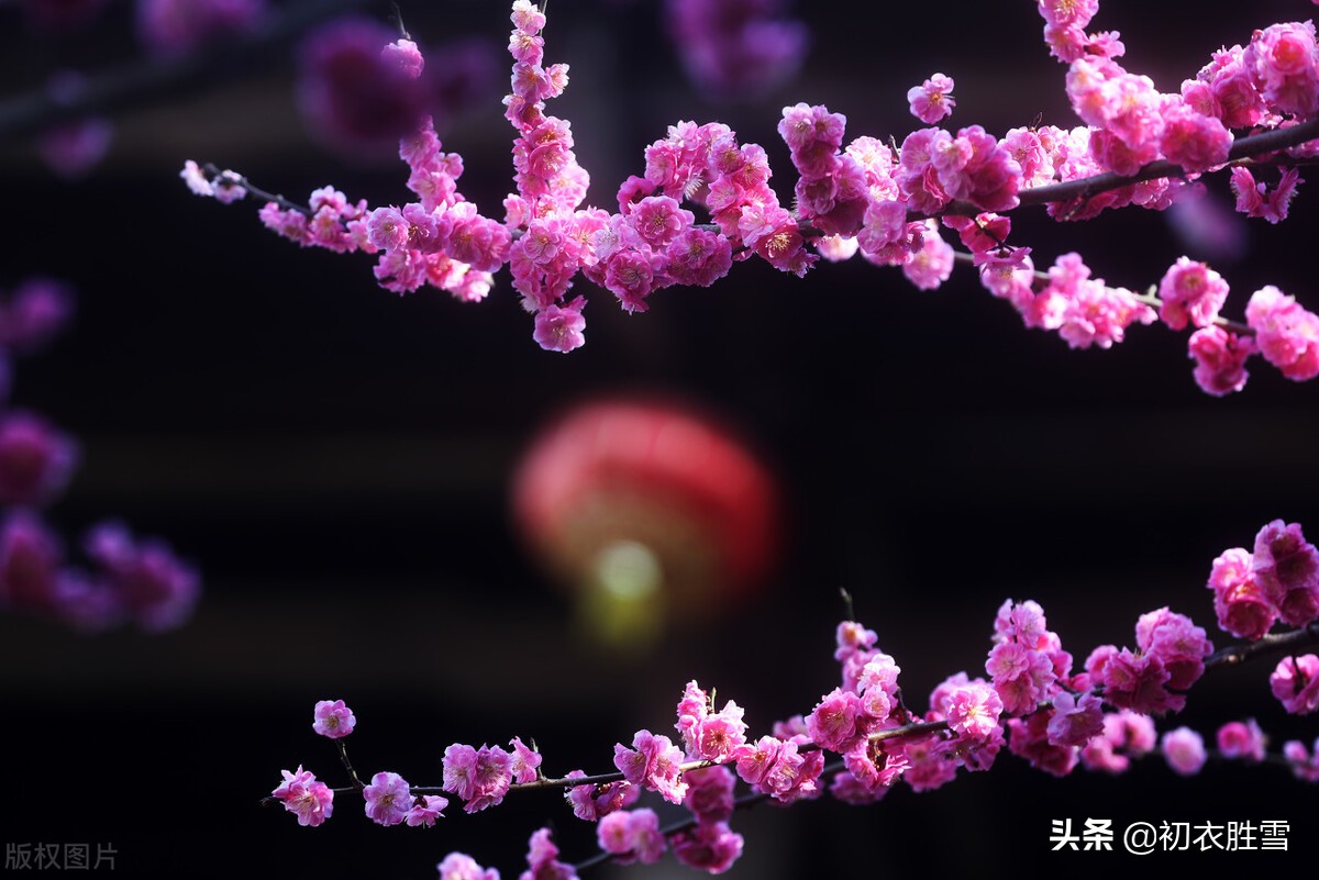 春寒梅花美诗五首：雨后春寒冽，窗下有梅花