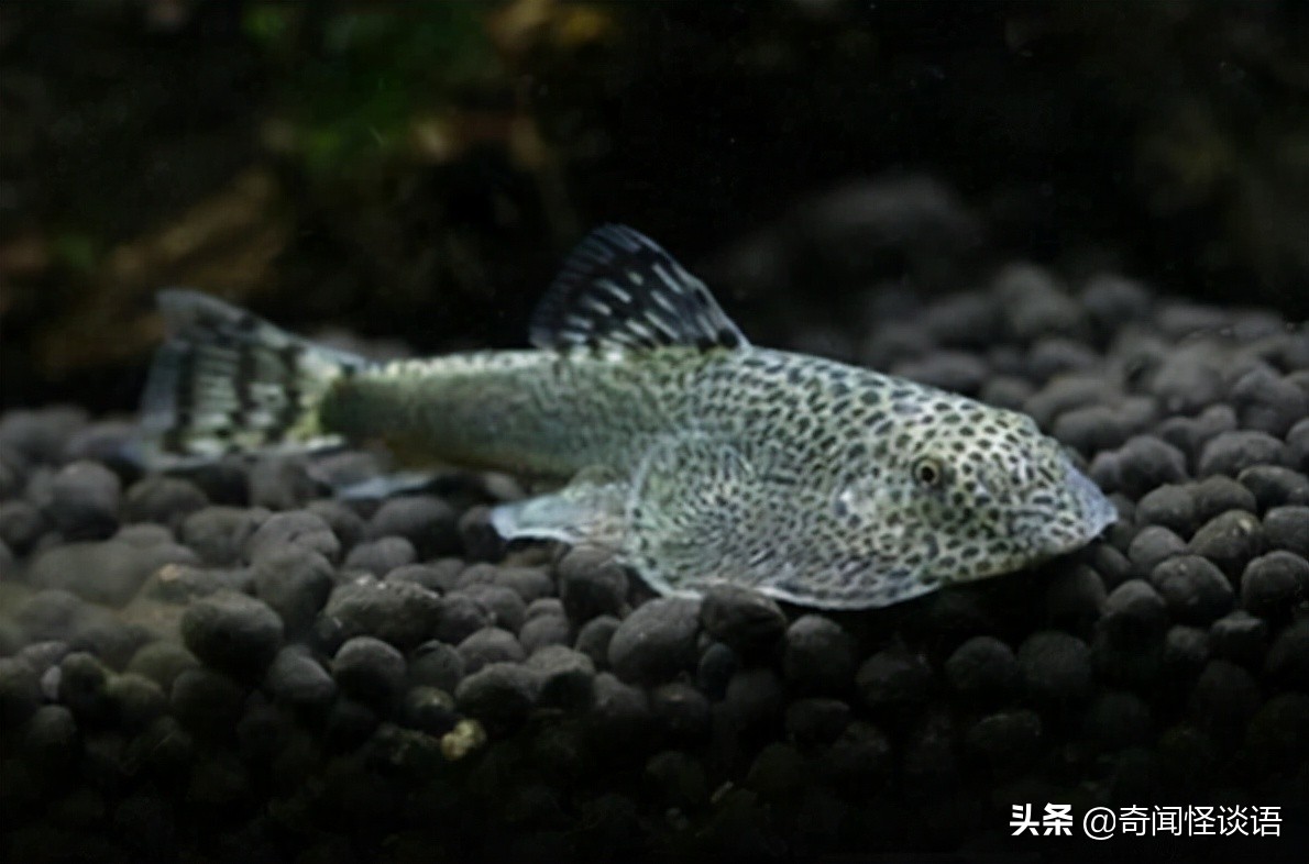 十大养不死的观赏鱼冷水鱼 中国斗鱼上榜，第三已有1700多年历史