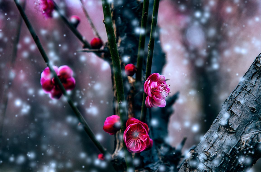 梅朵雪中艳,凌寒独自开.
