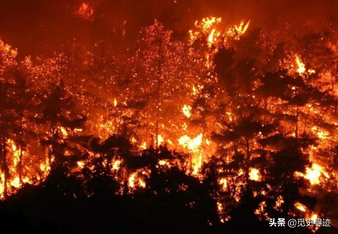 宁夏护林员救华北豹幼崽,7年后"鬼火"烧山濒死,幼豹冲进火海营救