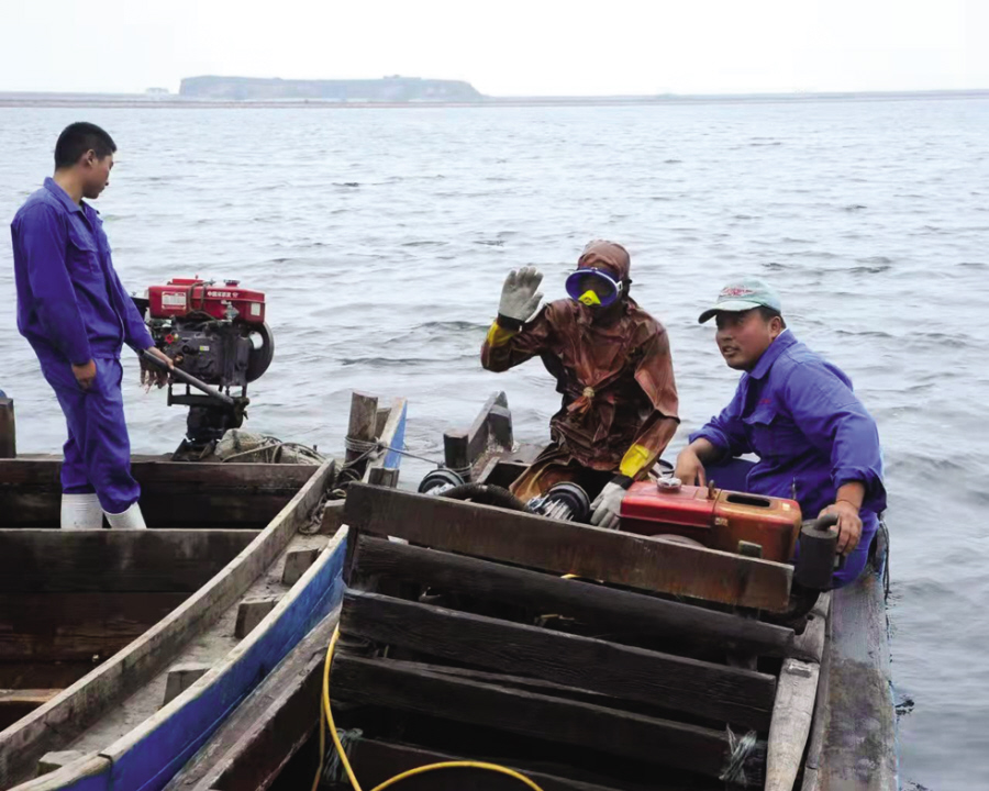 大连海参屡遭冒充！团体标准正在编制，大连海参要有电子身份证