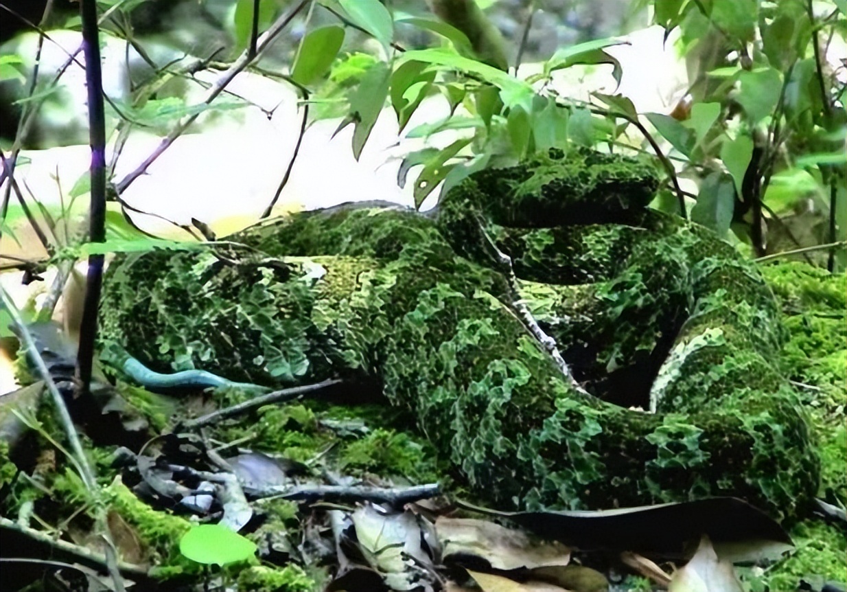 中国的十大毒蛇,你见过哪些?