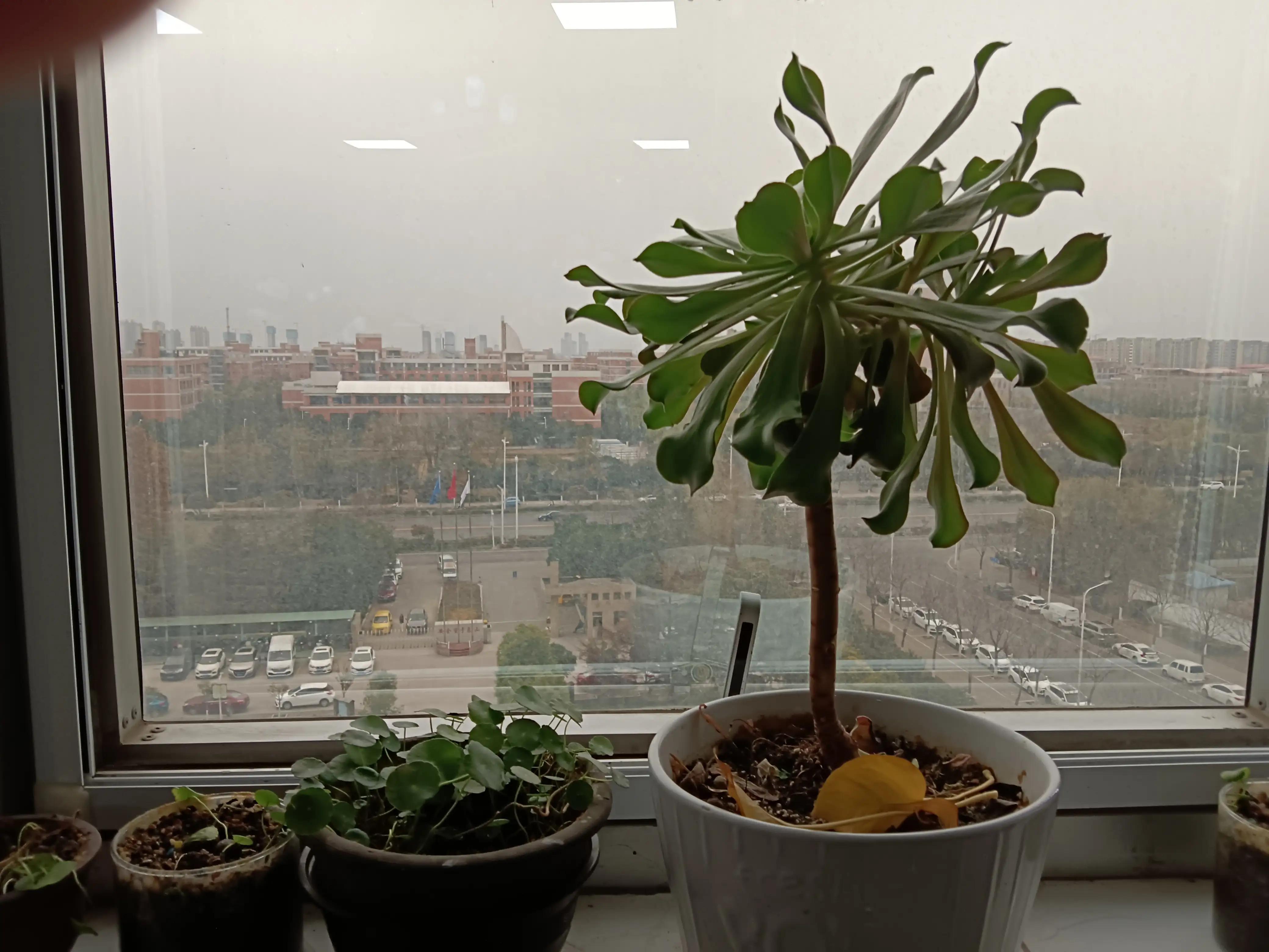 办公室窗台上的花草