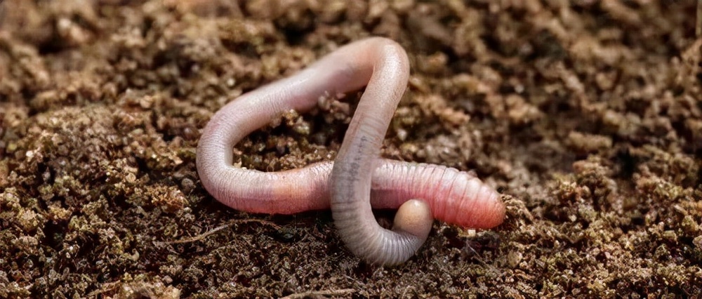 冬至：数九寒天一阳生，滋补暖胃御寒湿