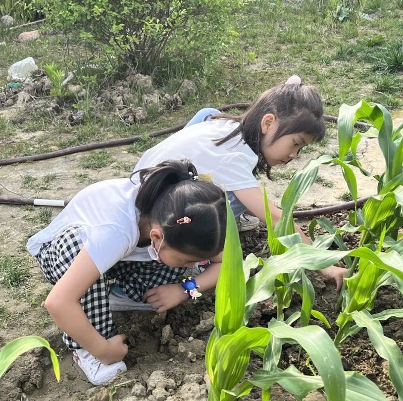 习节气·承传统|记成都高新区朝阳小学丰富多彩的立夏节气主题活动