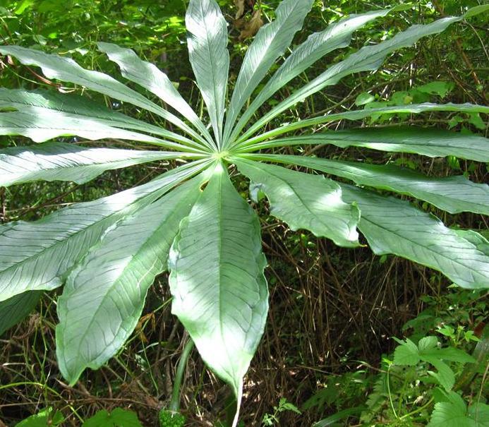天南星科的植物有哪些（三种常见天南星属植物的识别要点）