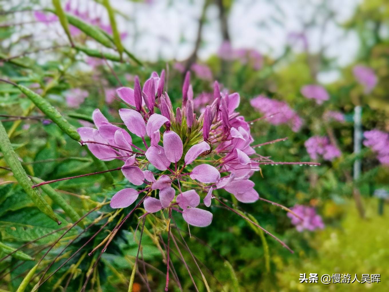 我和海南的约惠丨海南环岛西线自驾，小众体验，风光美食无限好