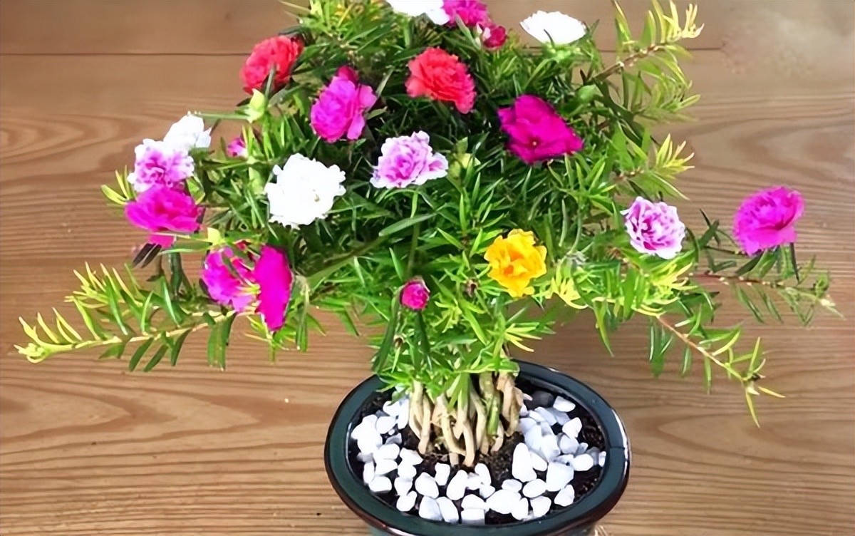 7种"不死花",好养又漂亮,几块钱买一盆,养成老桩值千元