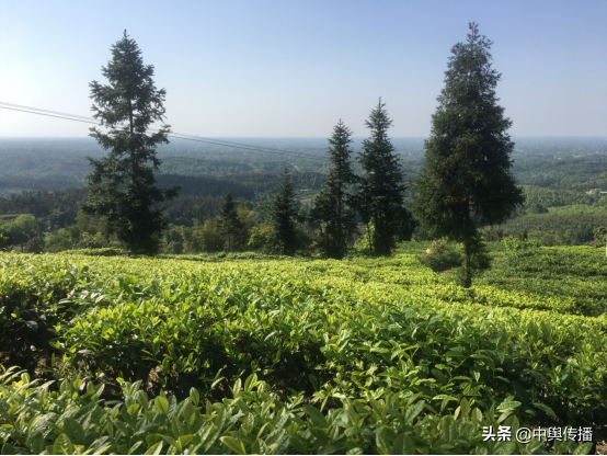 四川隆昌：春意盎然 领略万亩茶山别样风情