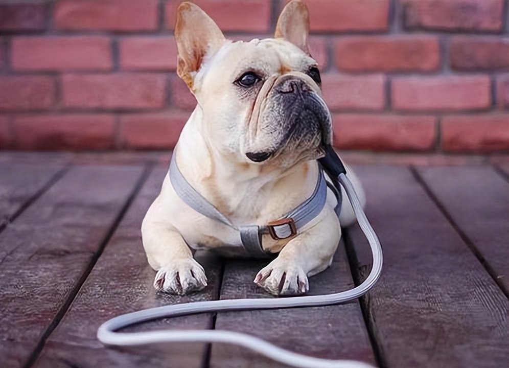 巴哥犬和法国斗牛犬有什么区别,为什么法斗更多人养?