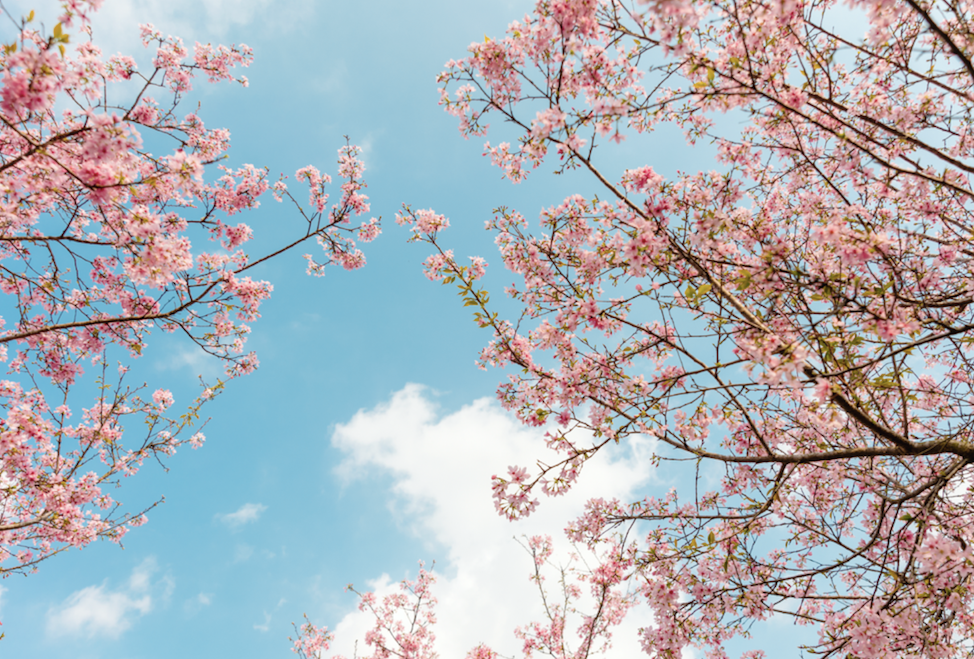 春分诗词15首 ：谁把春光，平分一半，最惜今朝！