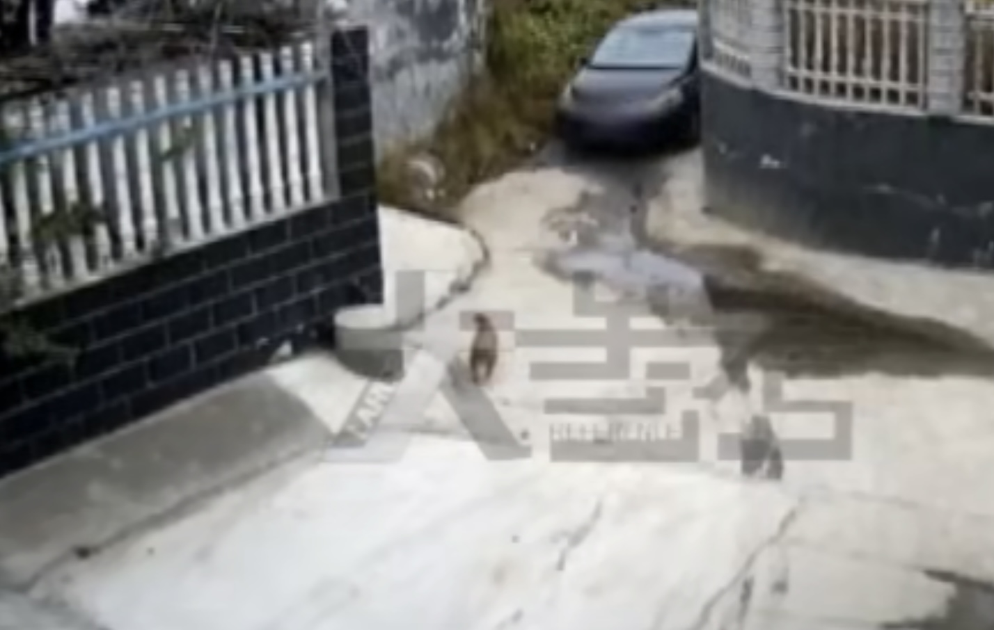 河南男子驾车持毒针射杀土狗引发争议