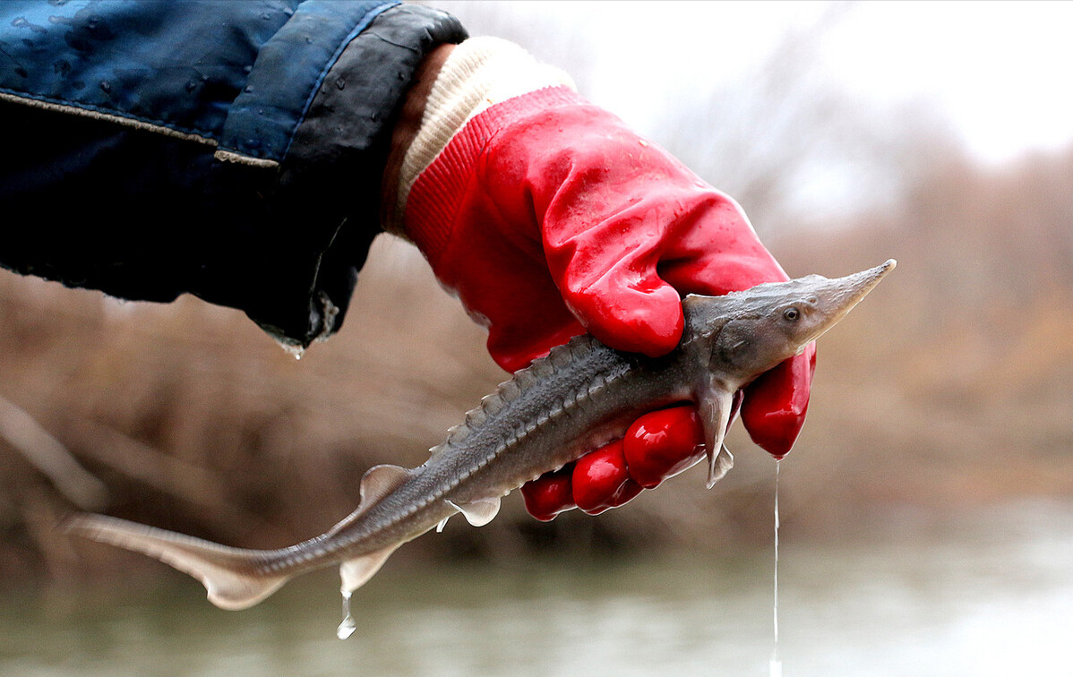 池鱼王多少钱一斤(500斤鳇鱼现身黑龙江) - 价格百科