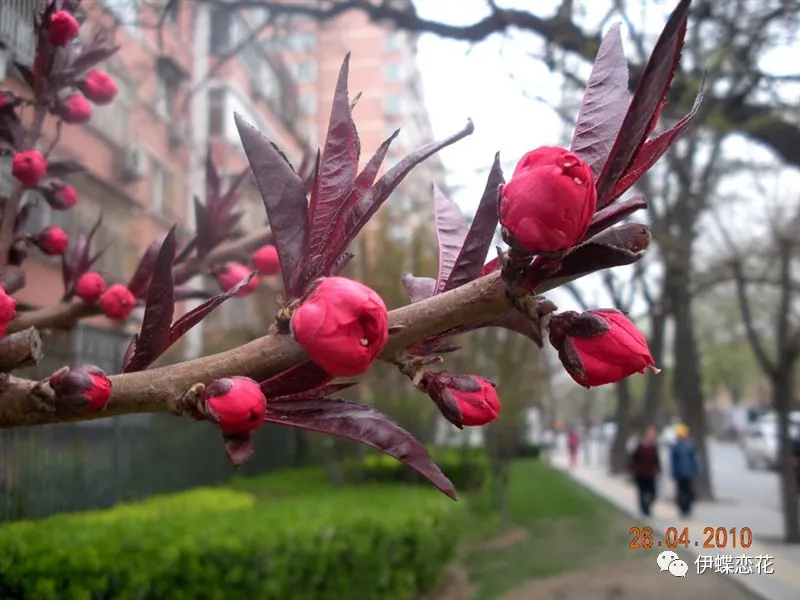 桃花叶像什么图片