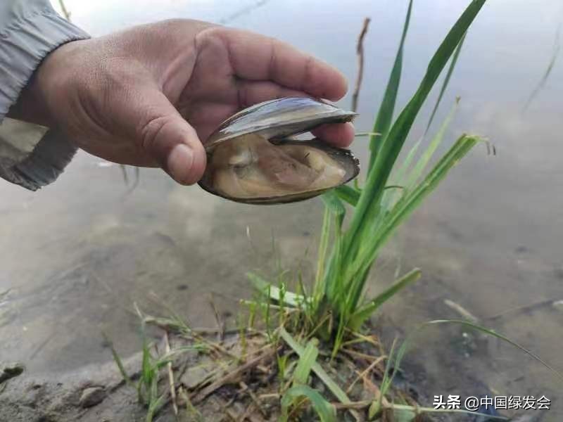 污水偷排水库？呼吁有关部门重视水质监测｜北京沙河湿地公园建设