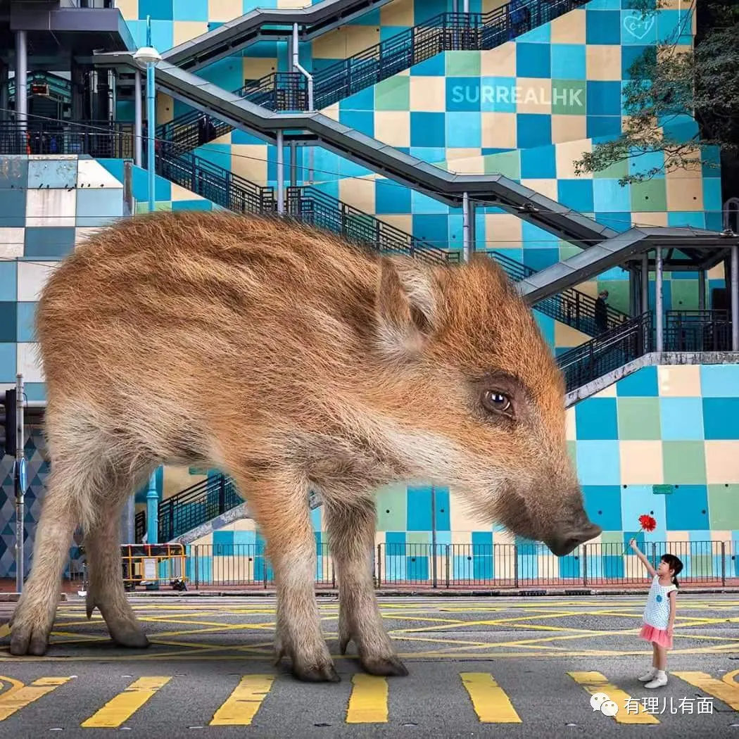 命贵的小孩难带(香港“猪命贵”与背后的资本博弈)