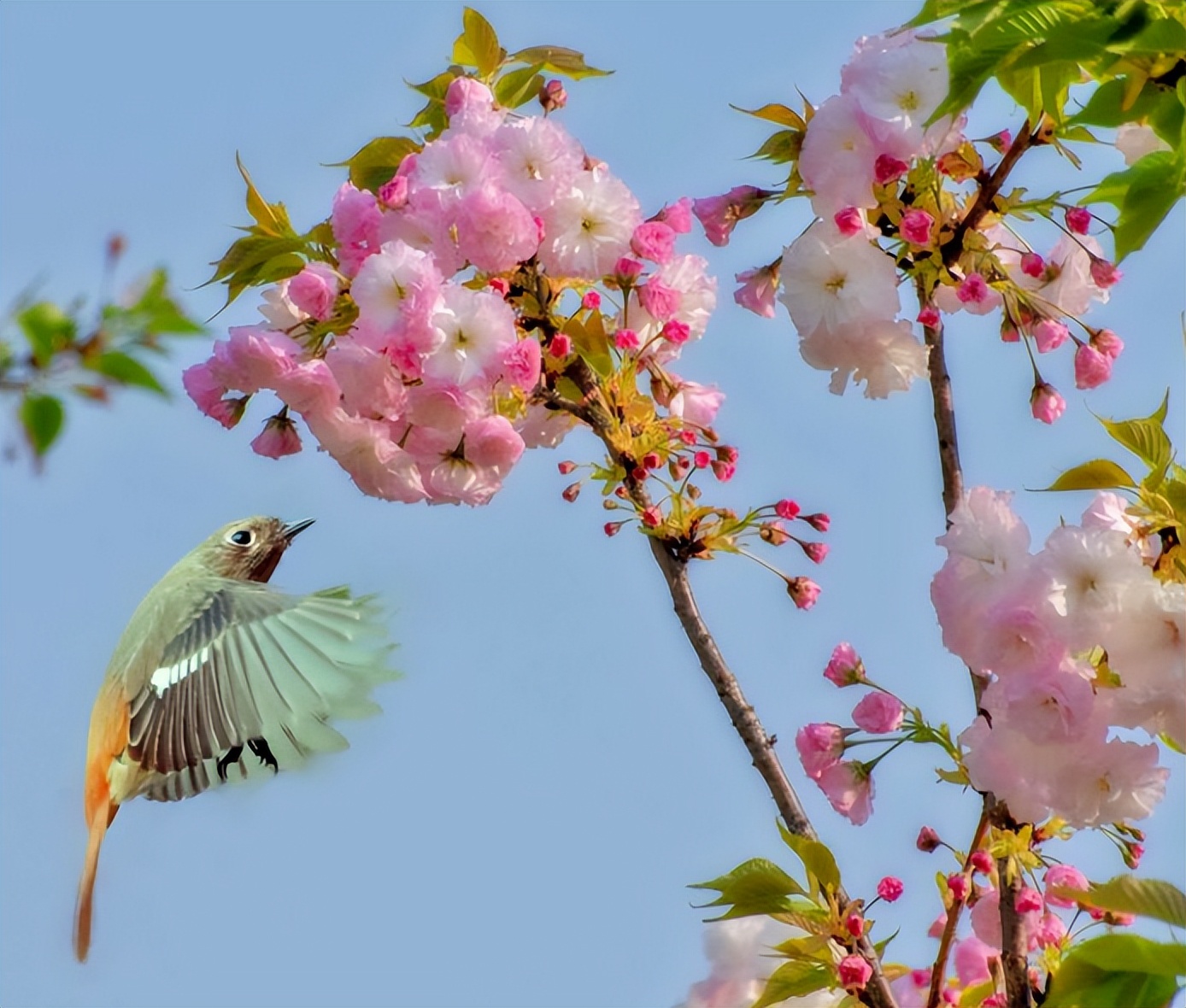 「诗词鉴赏」春日正好，春花烂漫，在古诗词里寻找最美的春日