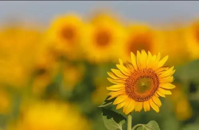 新企业会计准则下的存货的账务处理（完整版），收藏