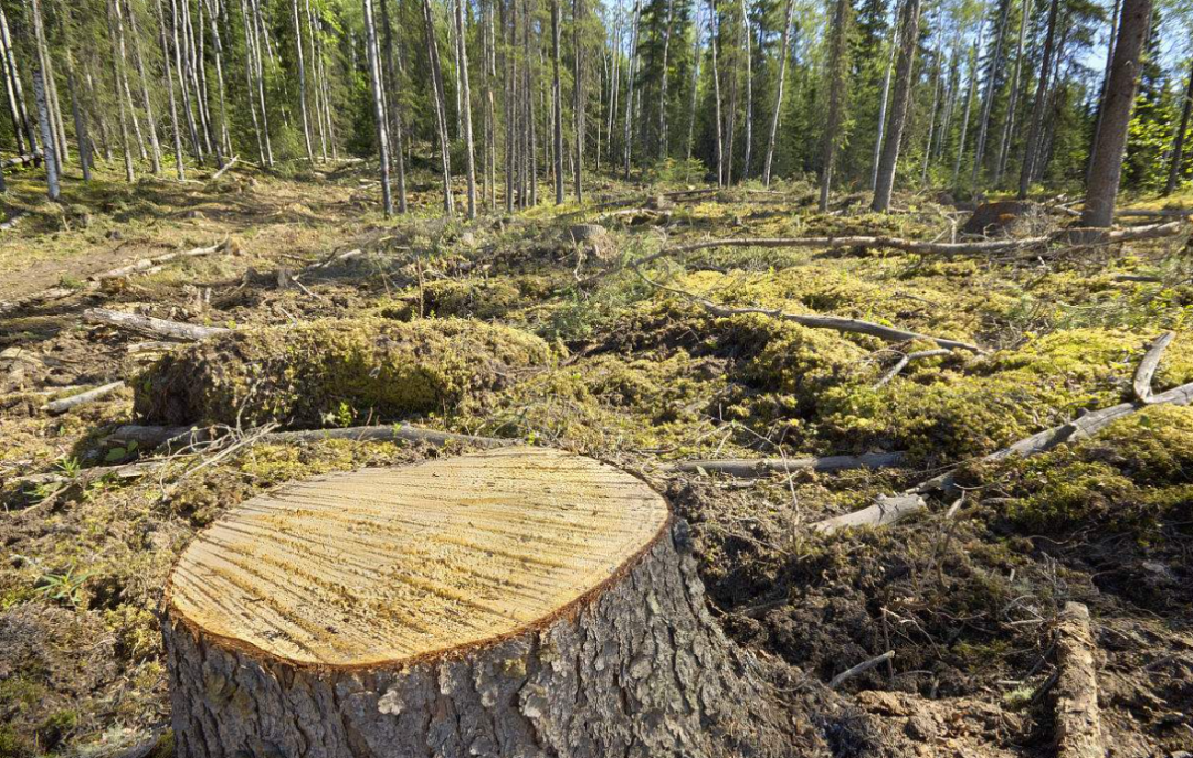 美科学家发现地球正“变绿”，原因在中印，专家却对印度很担忧？