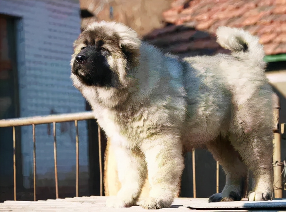 见到一定绕道走！地表战斗力爆表的12种猛犬，一獒战三狼战狮子？